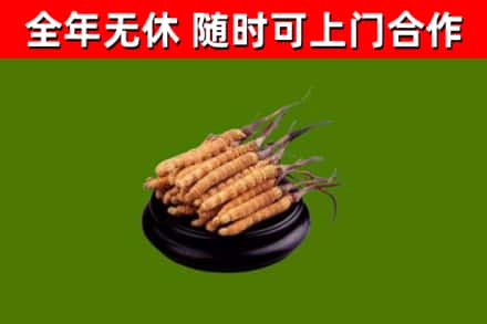 兰西回收散虫草